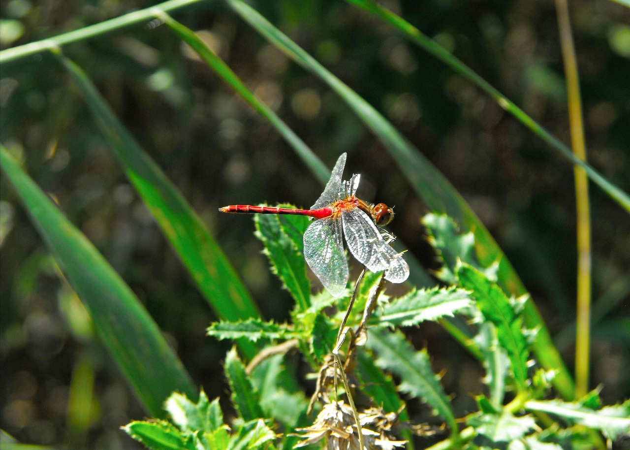 dragonfly red insect free photo