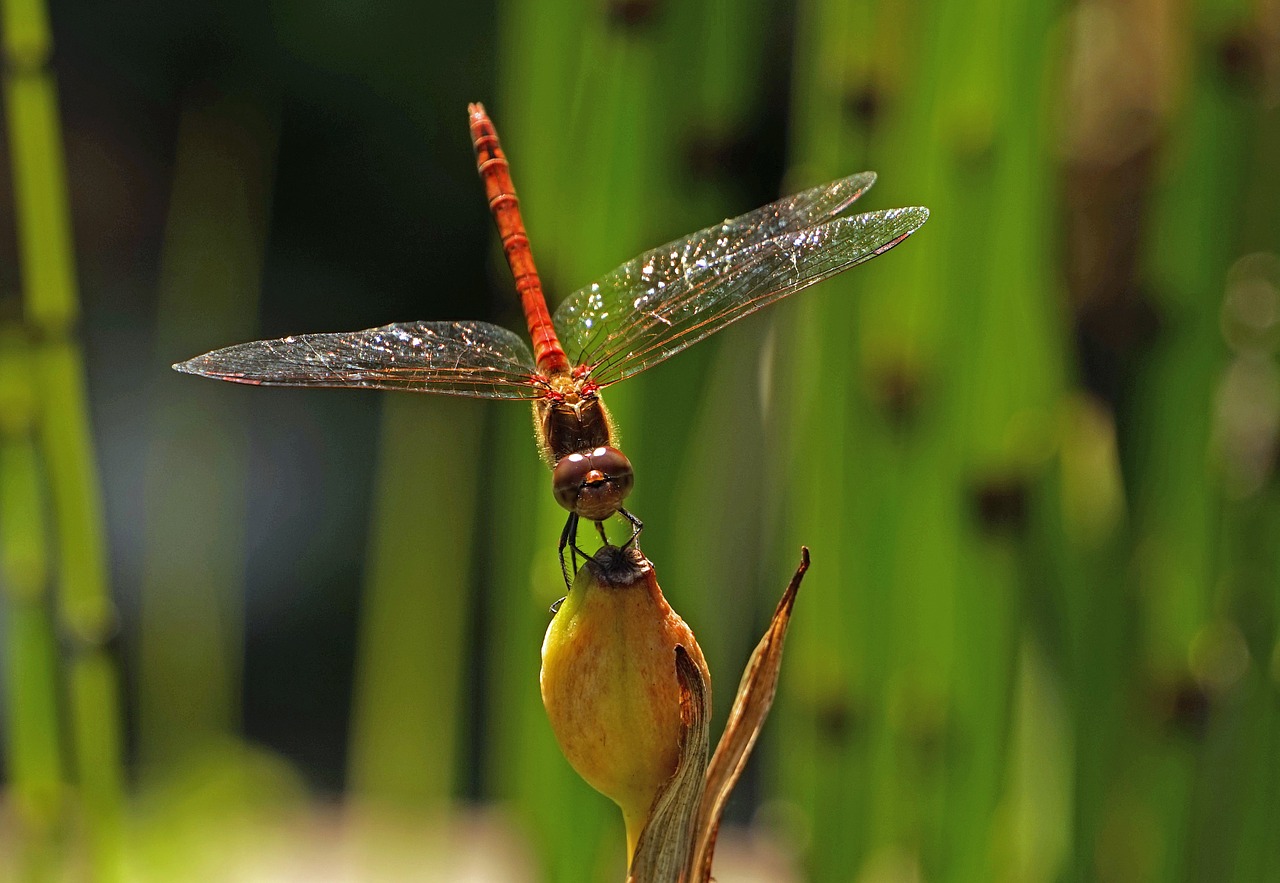 dragonfly halm insect free photo