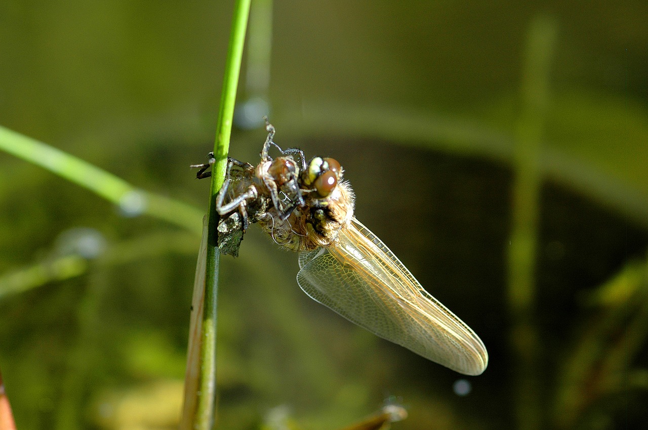 dragonfly hatching insect free photo