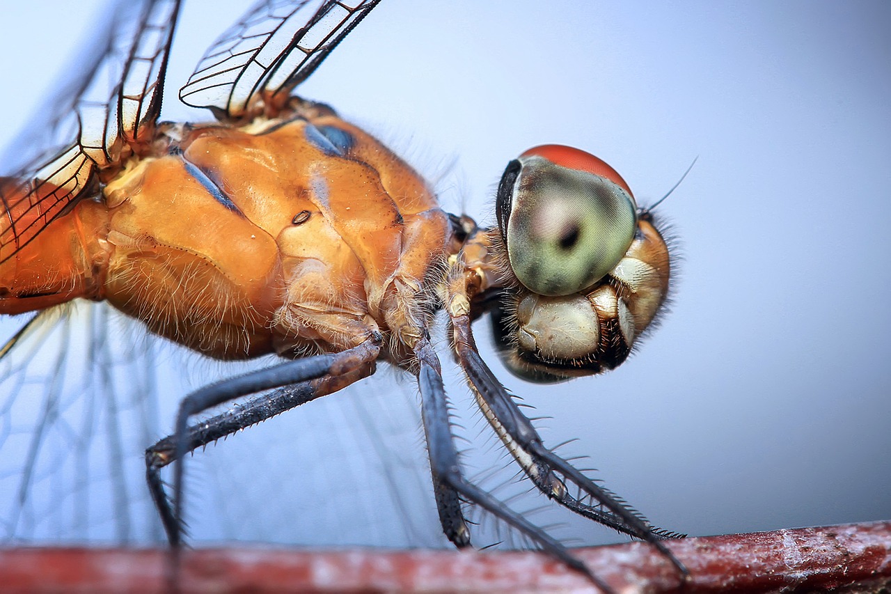 dragonfly insect odonata free photo