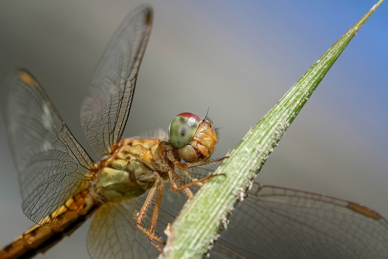 dragonfly insect macro free photo