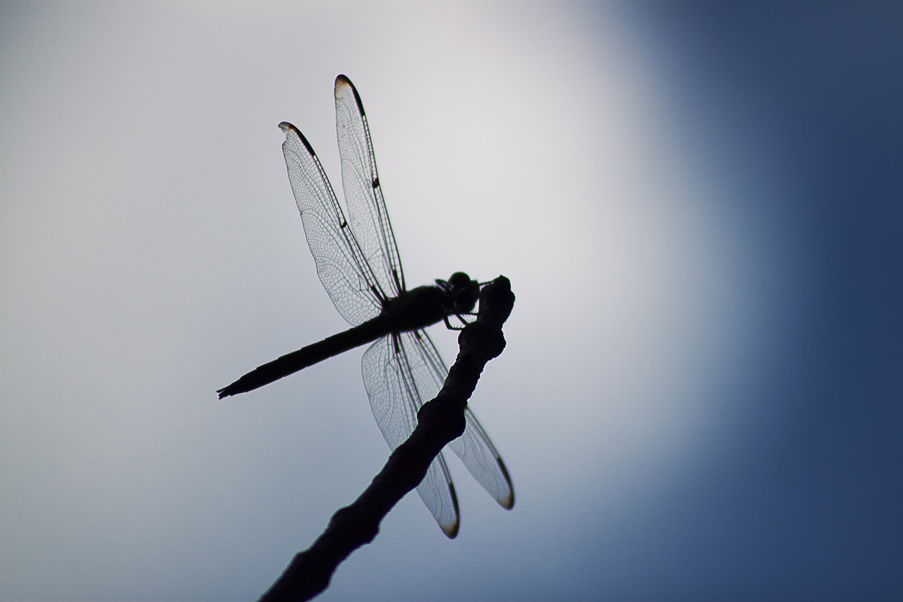 dragonfly insect animal free photo