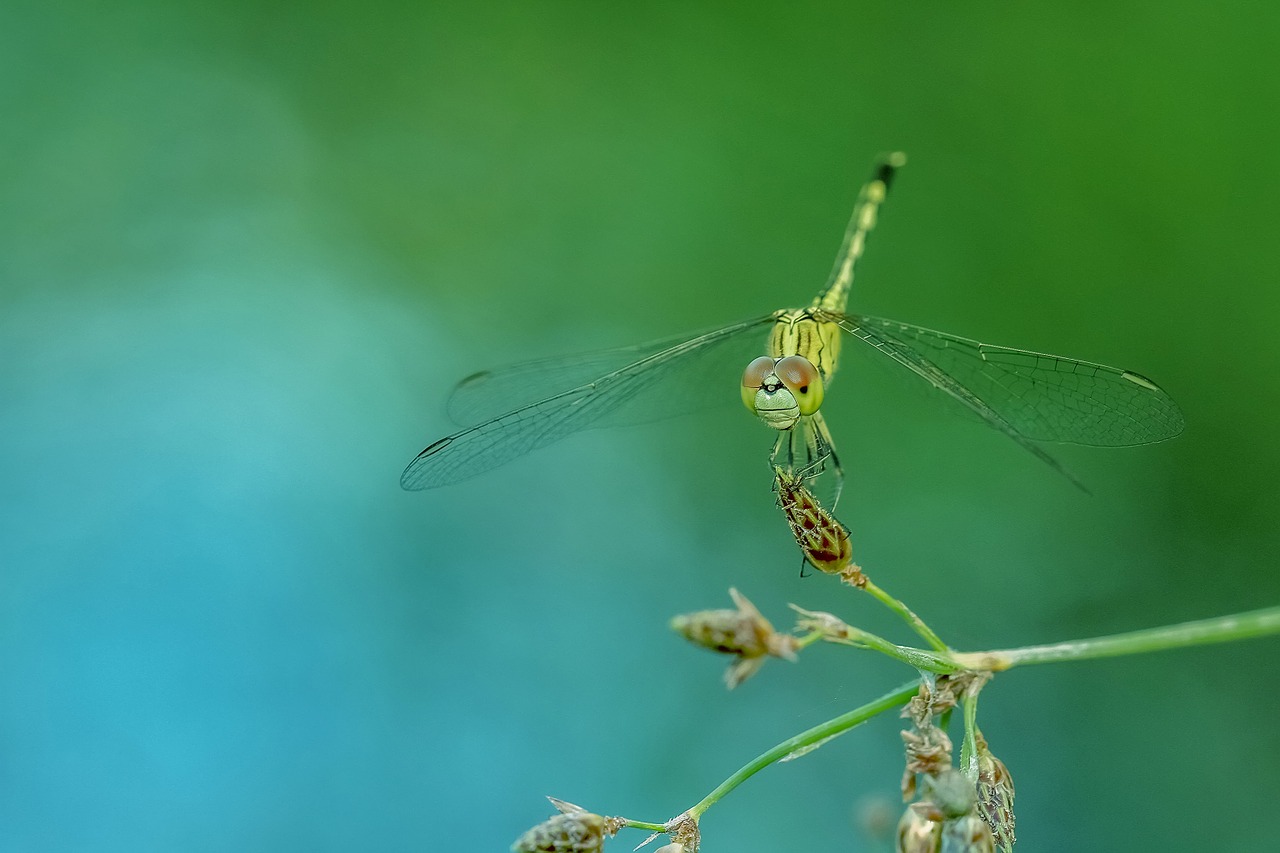 dragonfly insect macro free photo