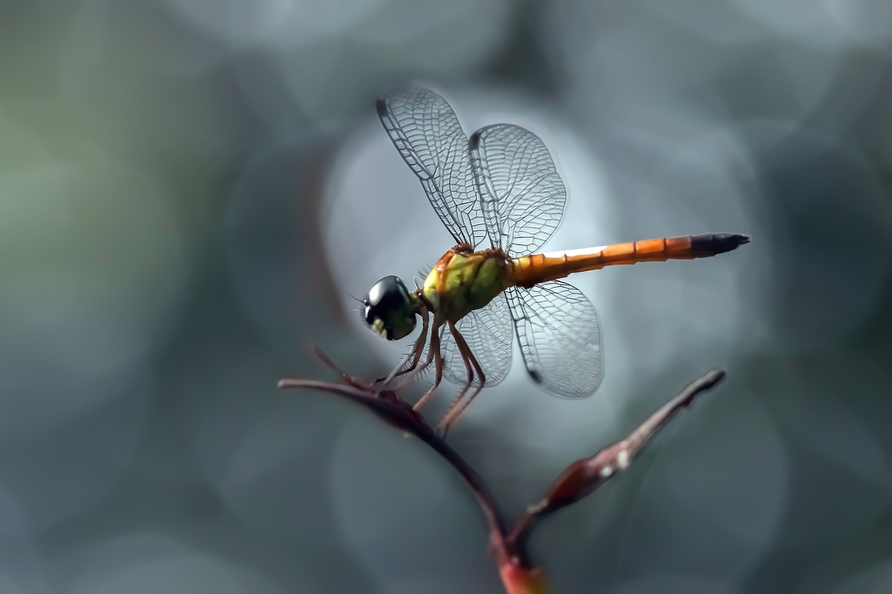 dragonfly insect macro free photo