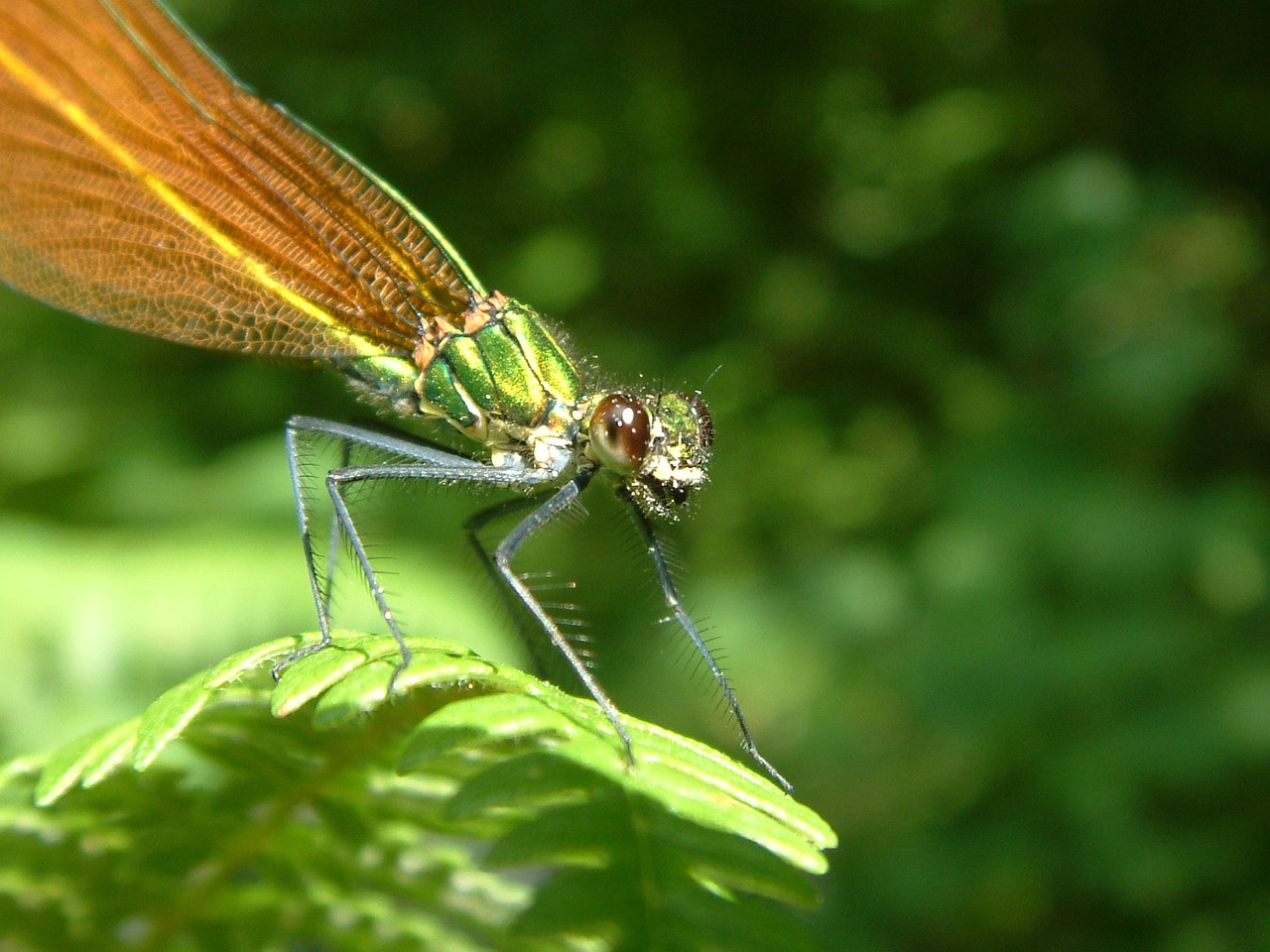 dragonfly smile insect free photo