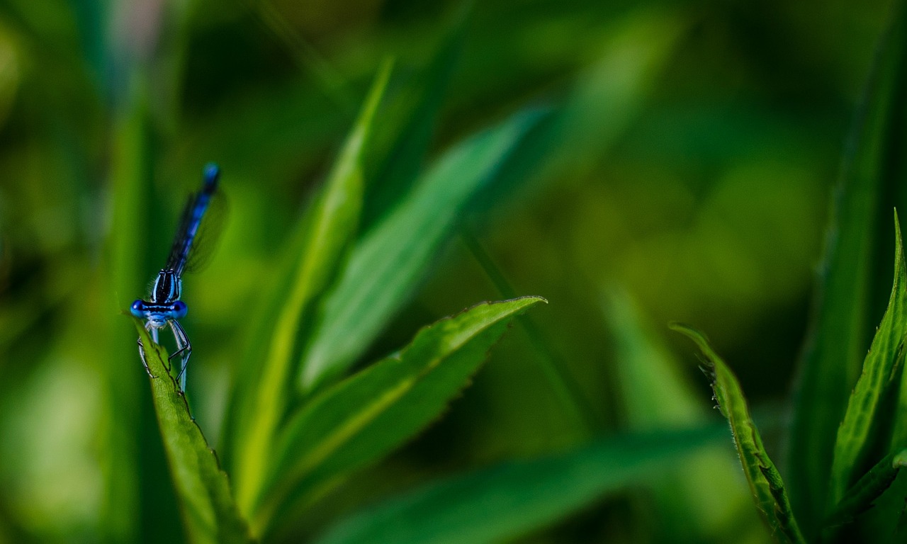 dragonfly blue insect free photo