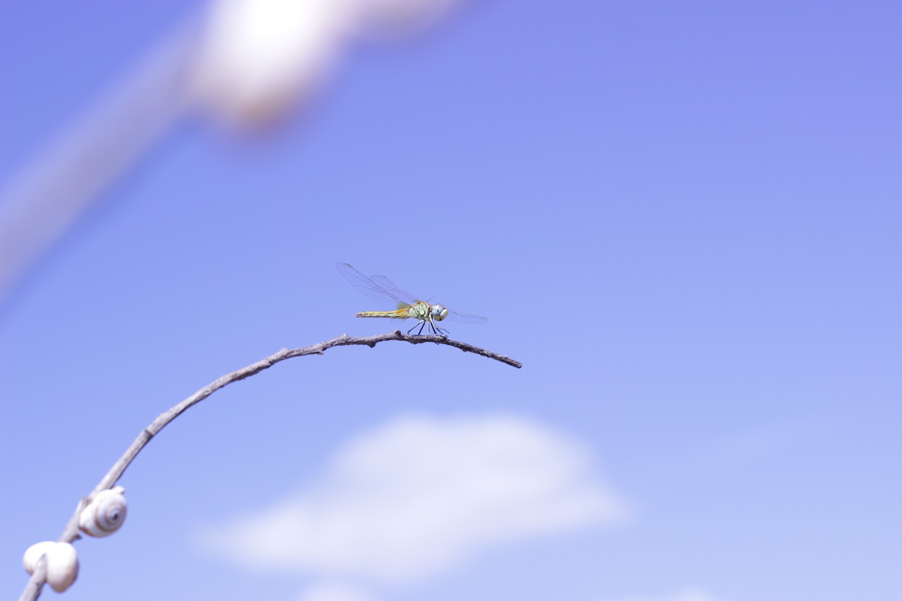 dragonfly nature insects free photo