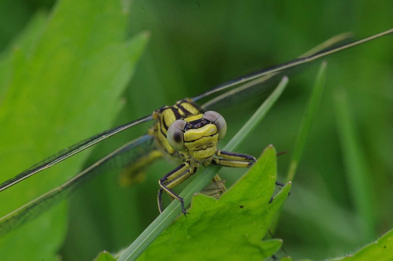 dragonfly insect animal free photo