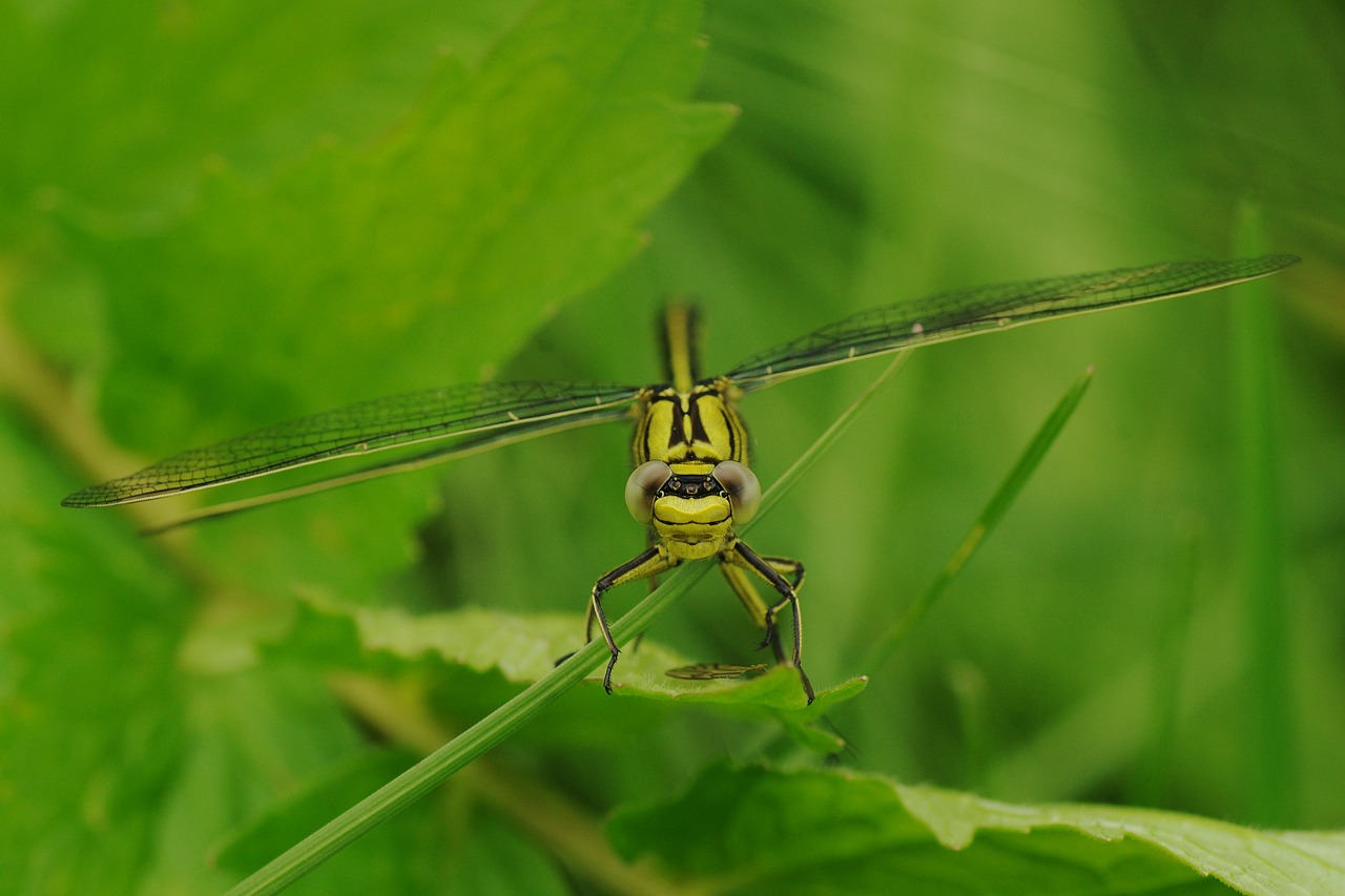 dragonfly insect animal free photo