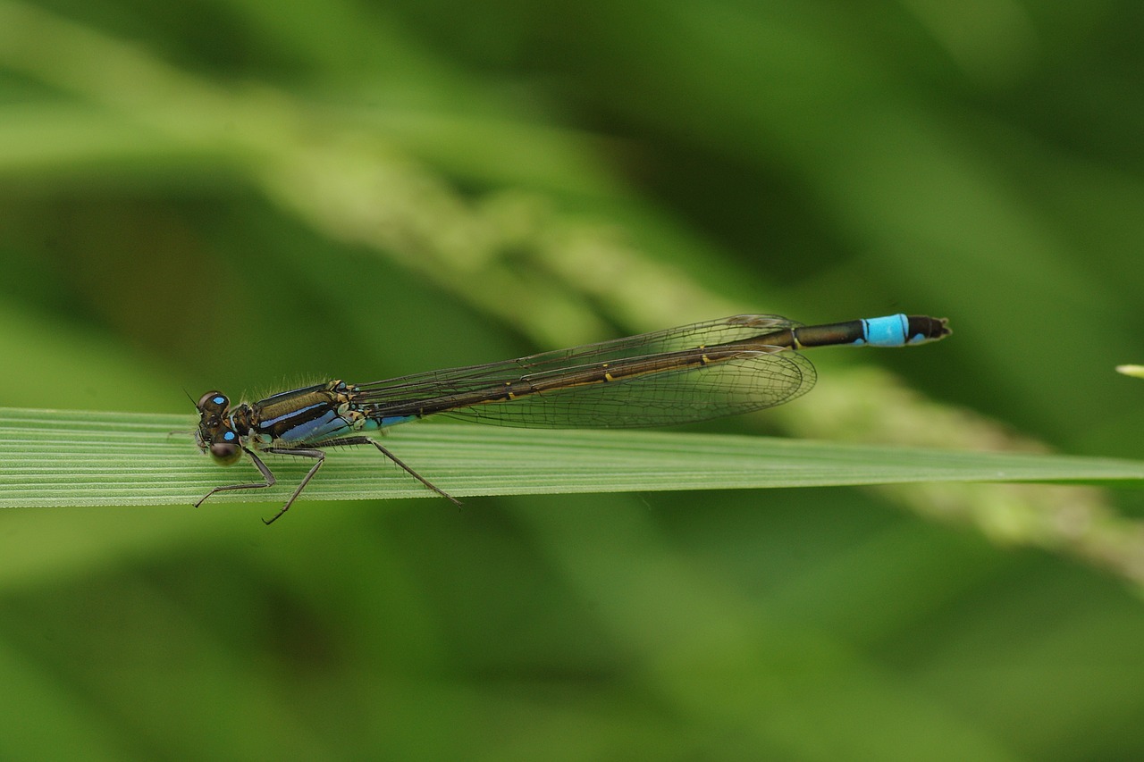 dragonfly insect animal free photo