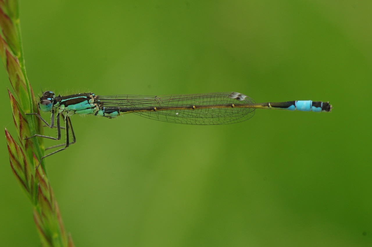 dragonfly insect animal free photo