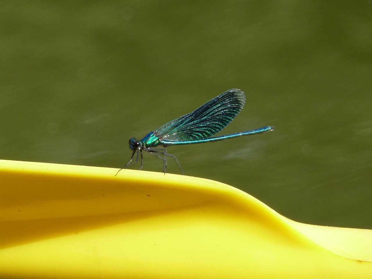 dragonfly insect blue free photo