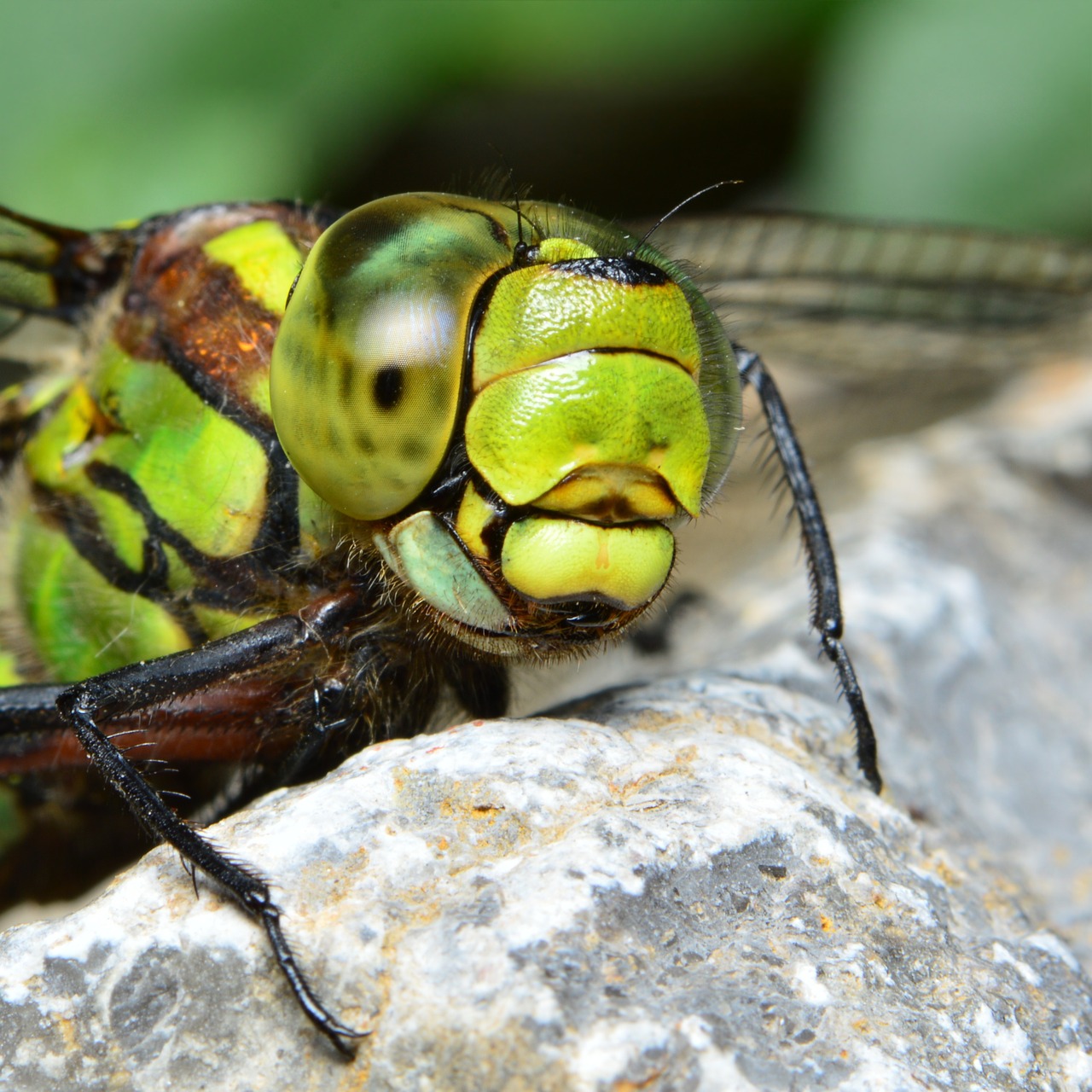 dragonfly green dragonfly hawker free photo