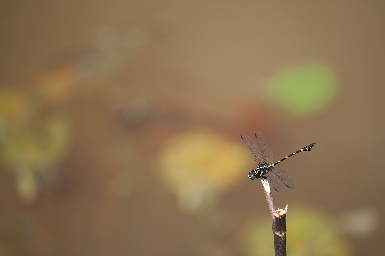 dragonfly insect macro free photo