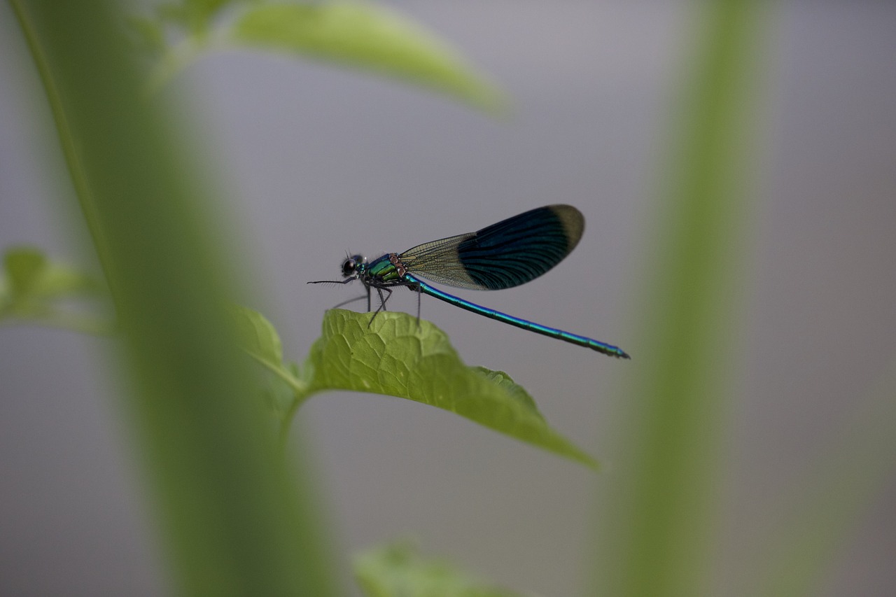 dragonfly nature macro free photo