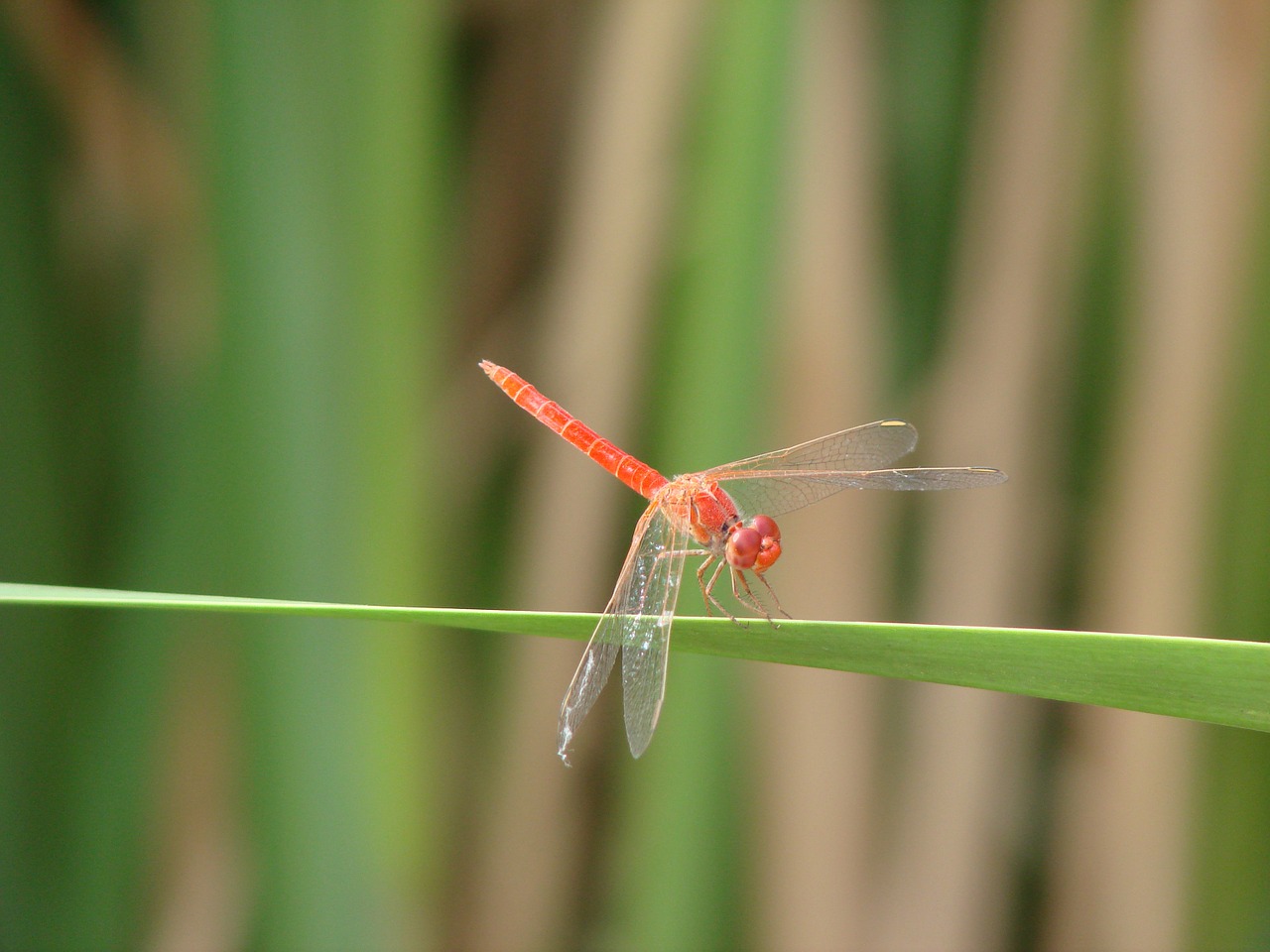 dragonfly leaf green free photo