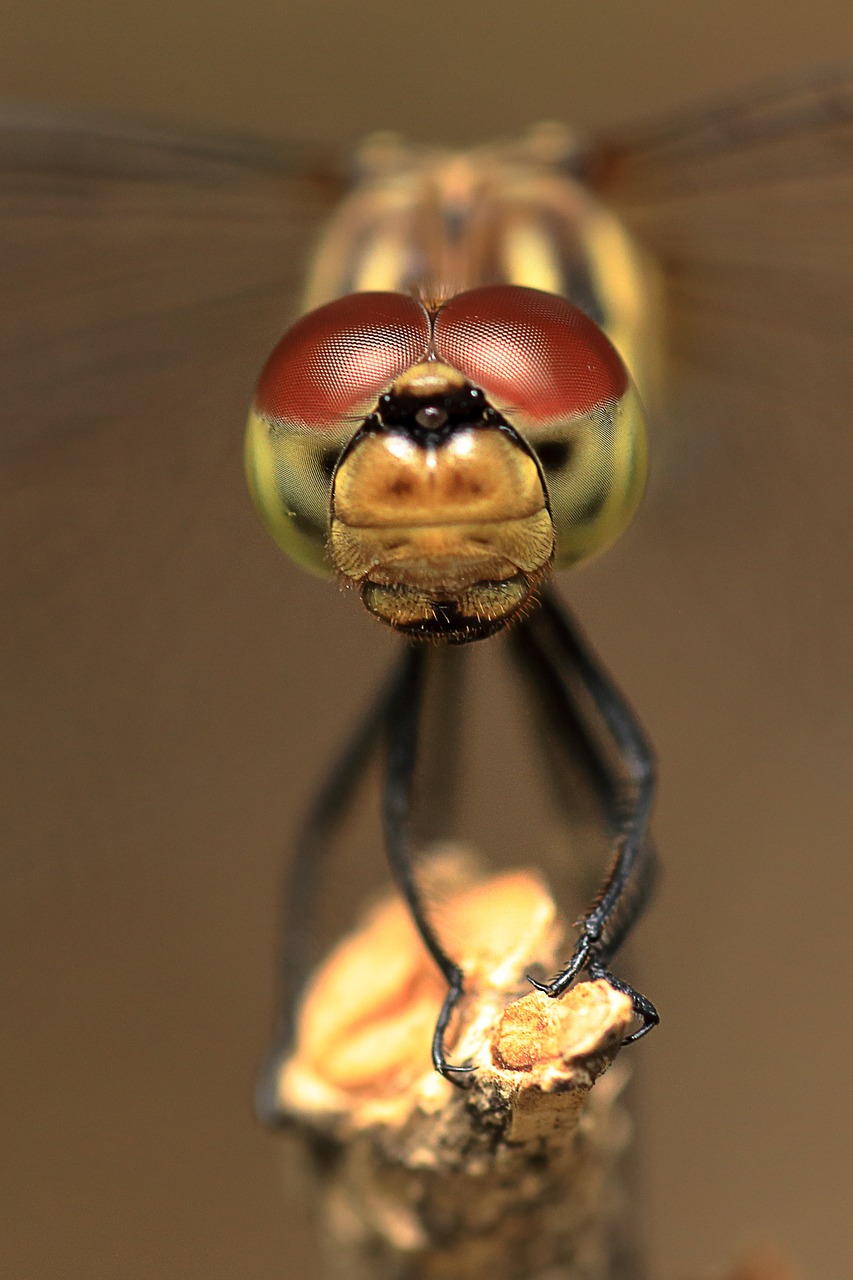 dragonfly dragonfly eyes insects free photo