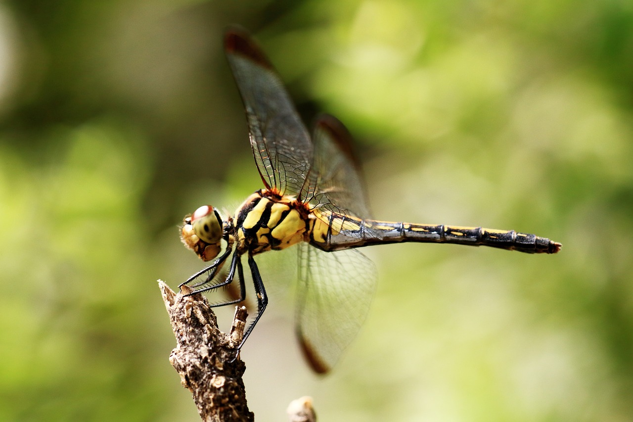 dragonfly affix nature free photo