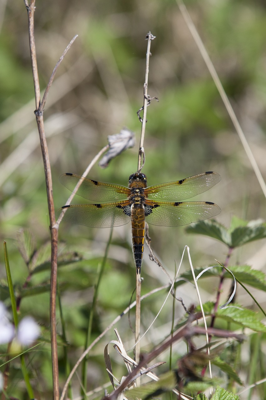 dragonfly insect wings free photo