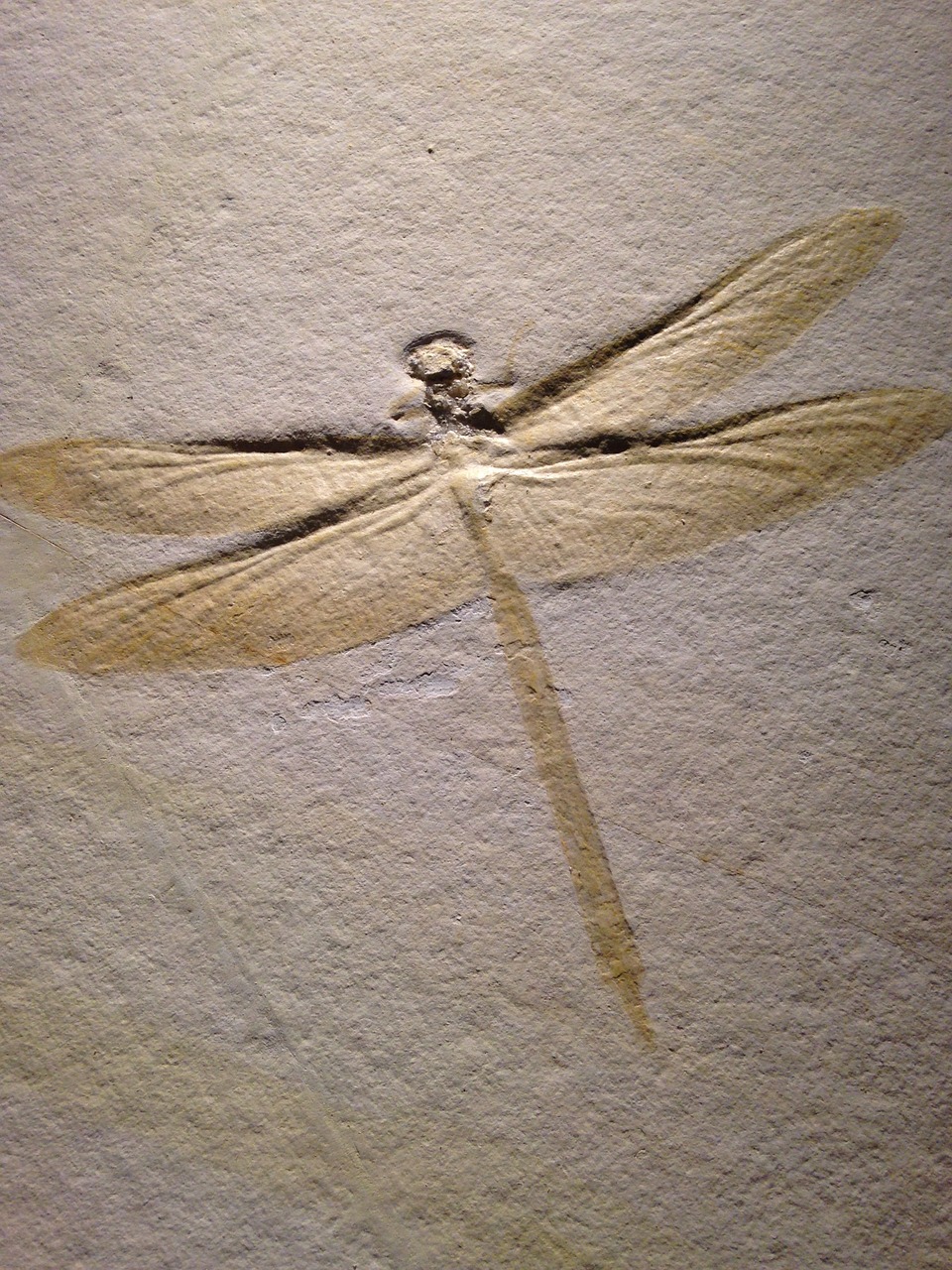 dragonfly petroglyph insect free photo