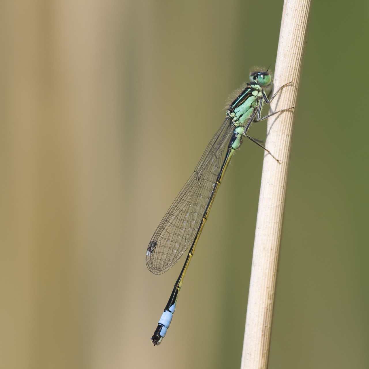 dragonfly adult rest free photo