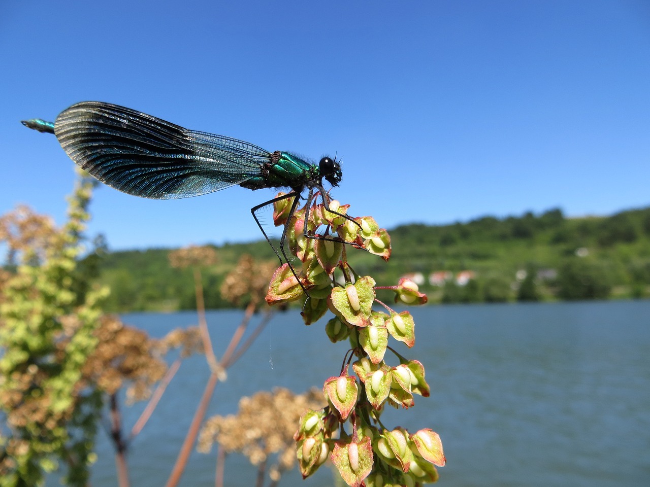 dragonfly insect flight insect free photo