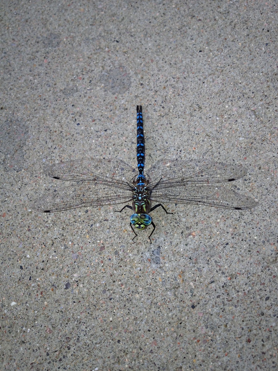 dragonfly nature insect free photo