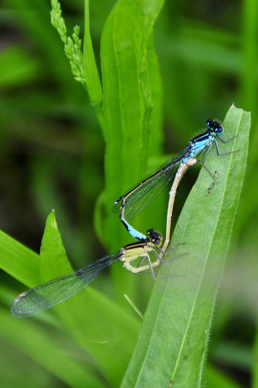 dragonfly insect pairing free photo