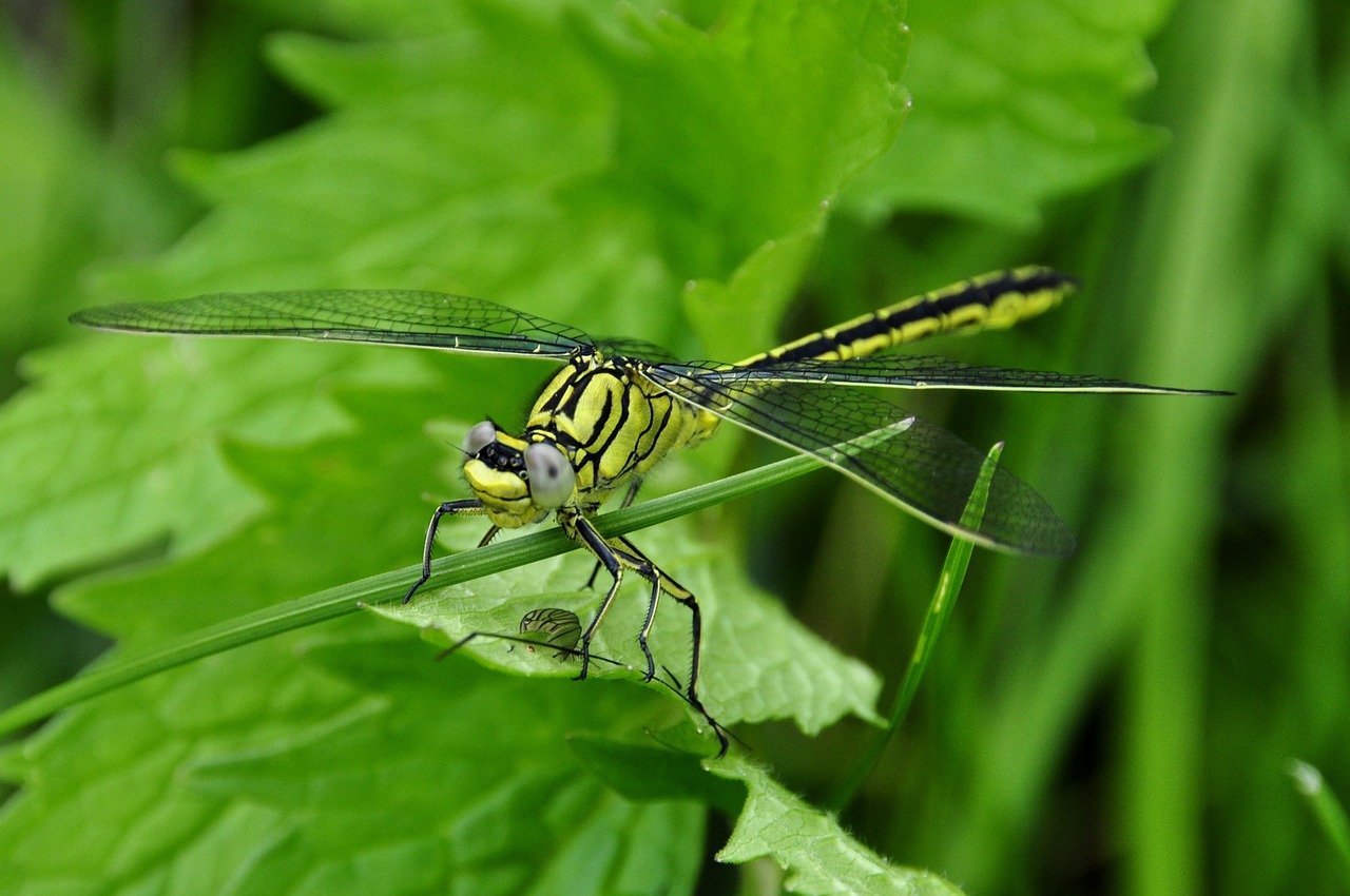 dragonfly insect water free photo