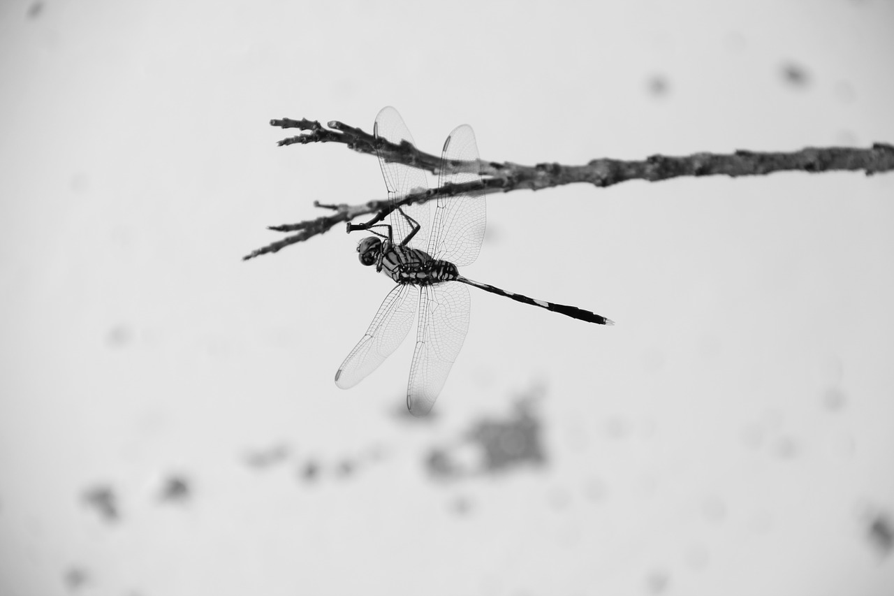 dragonfly macro animal free photo