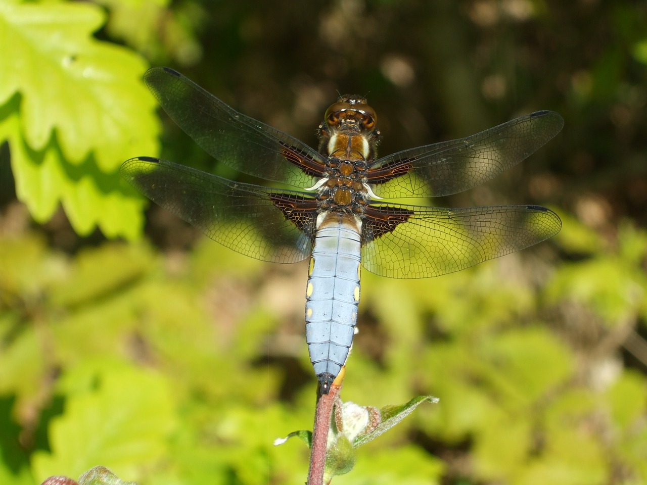 dragonfly nature bug free photo