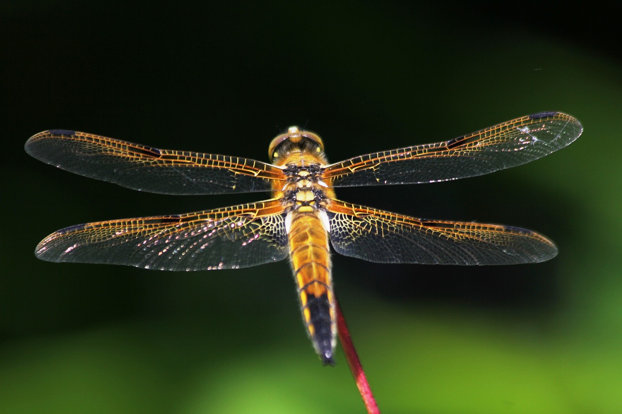 dragonfly insect nature free photo