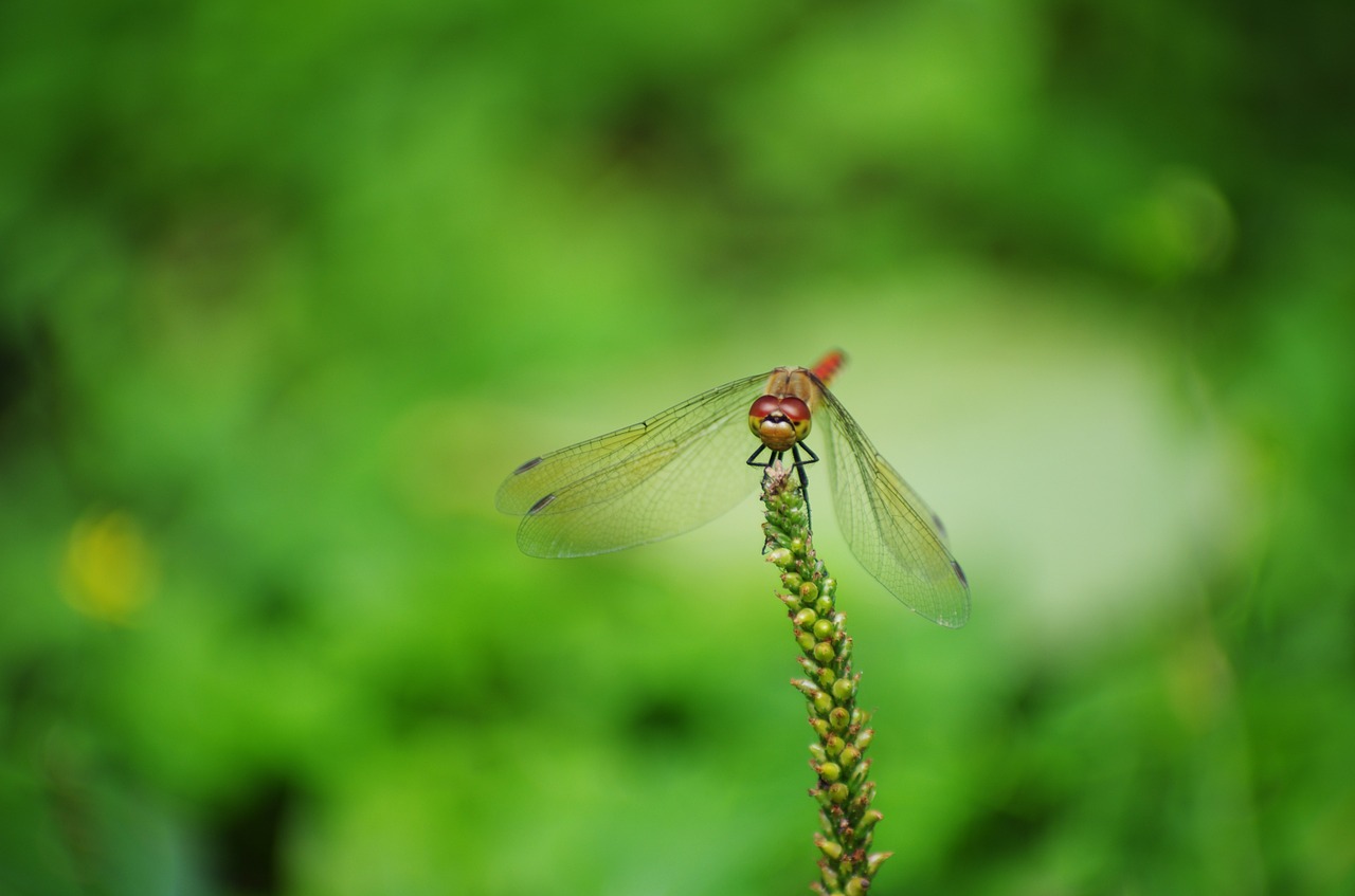 dragonfly red dragonfly autumn free photo