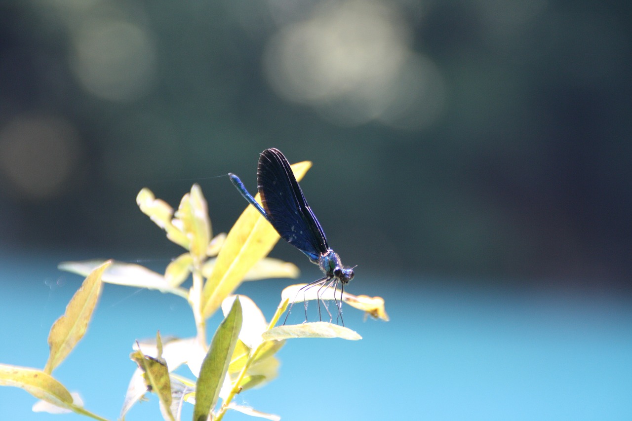 dragonfly national park croatia free photo