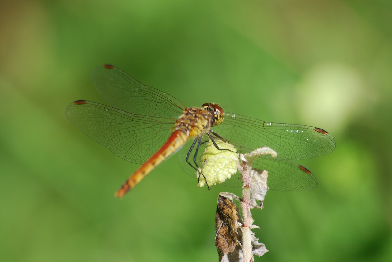 dragonfly nature insects free photo