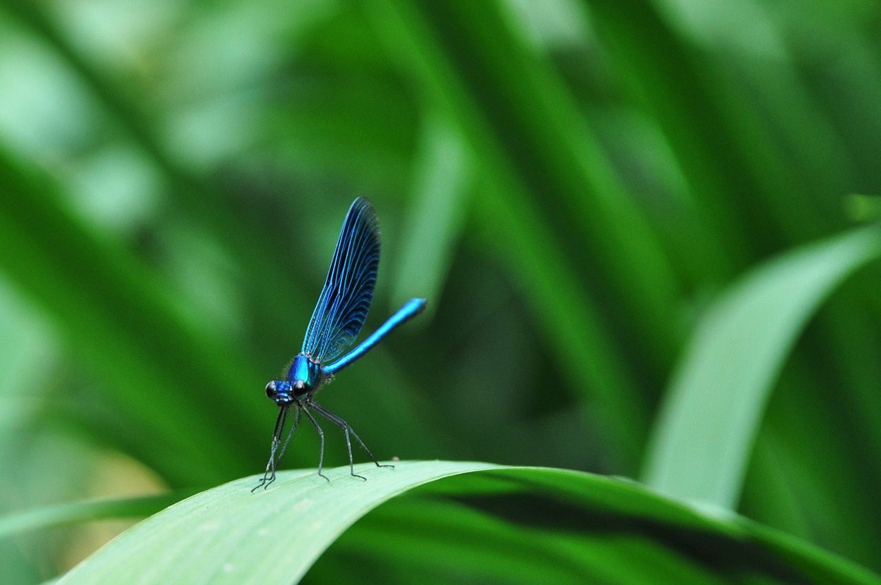 dragonfly insect nature free photo