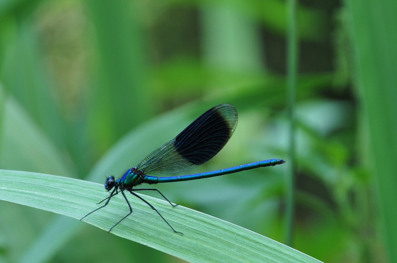 dragonfly insect nature free photo