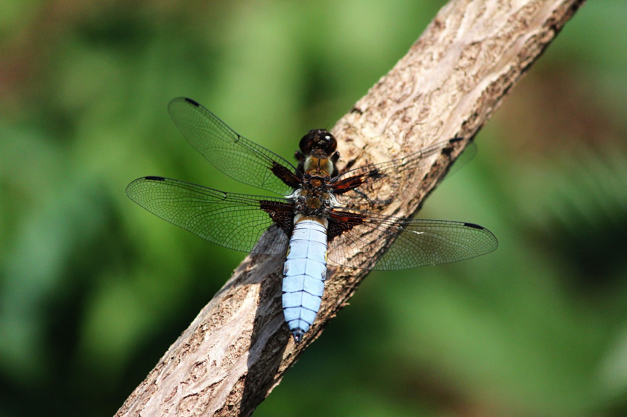 dragonfly spring nature free photo