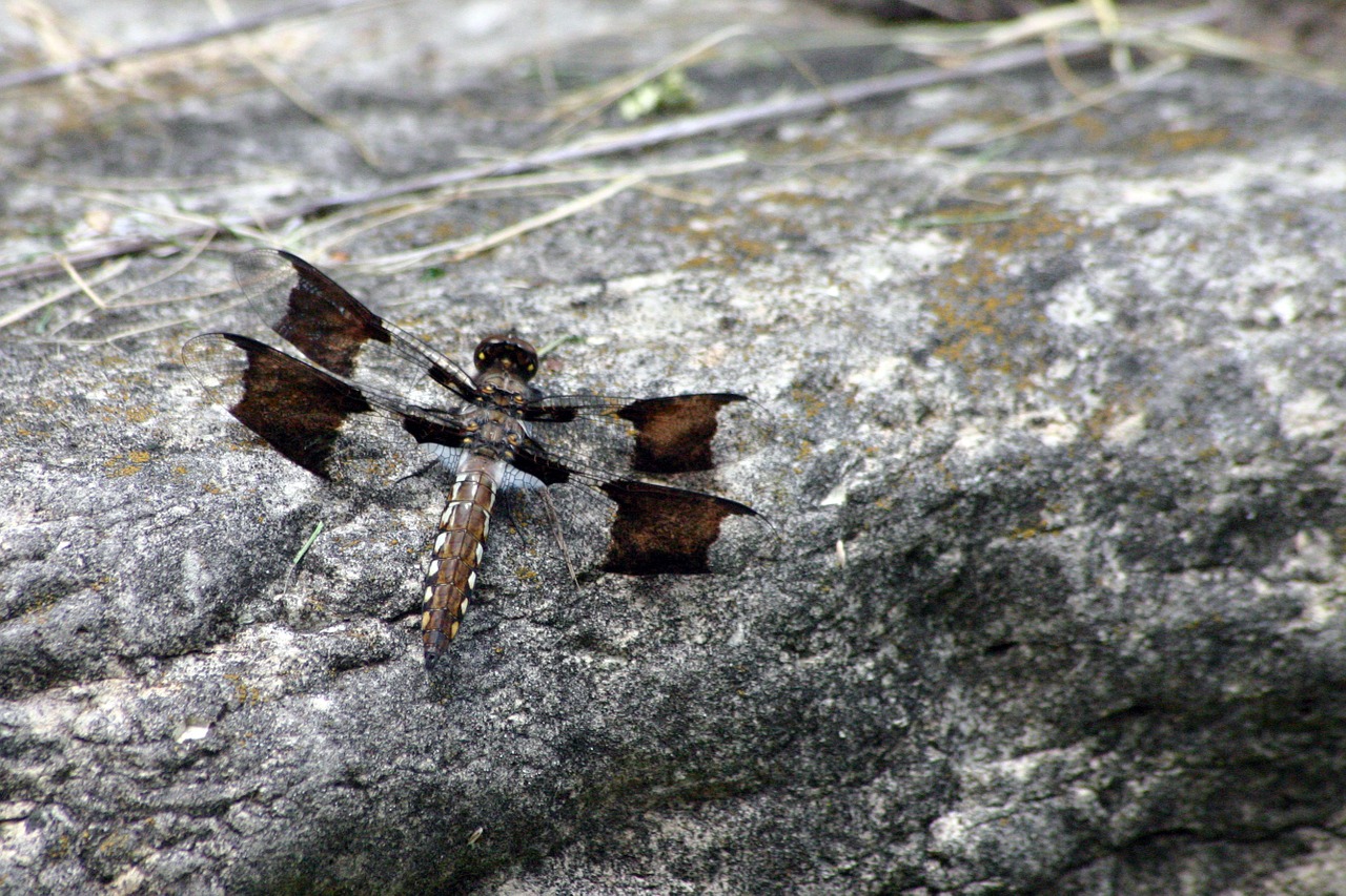 dragonfly summer sun free photo