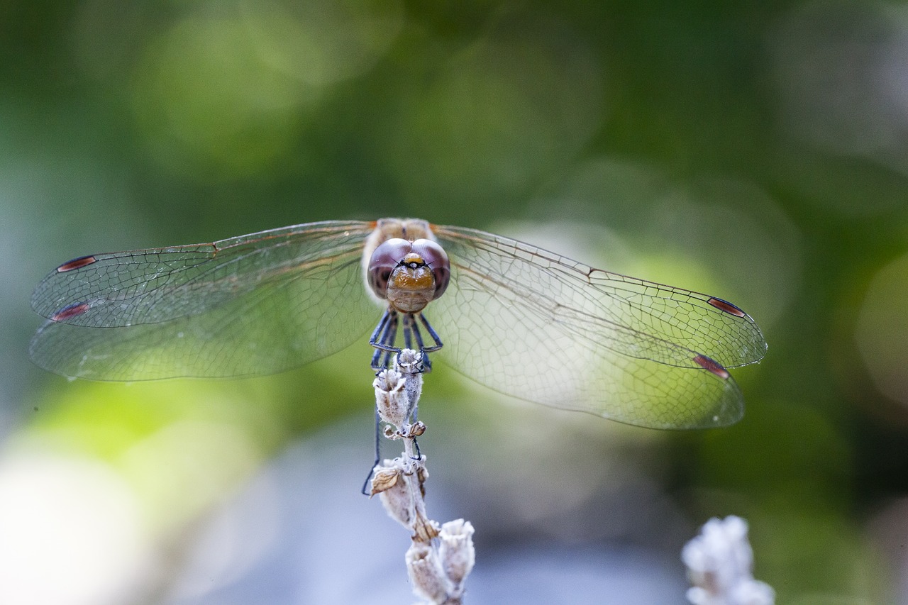 dragonfly blurry background lavender free photo