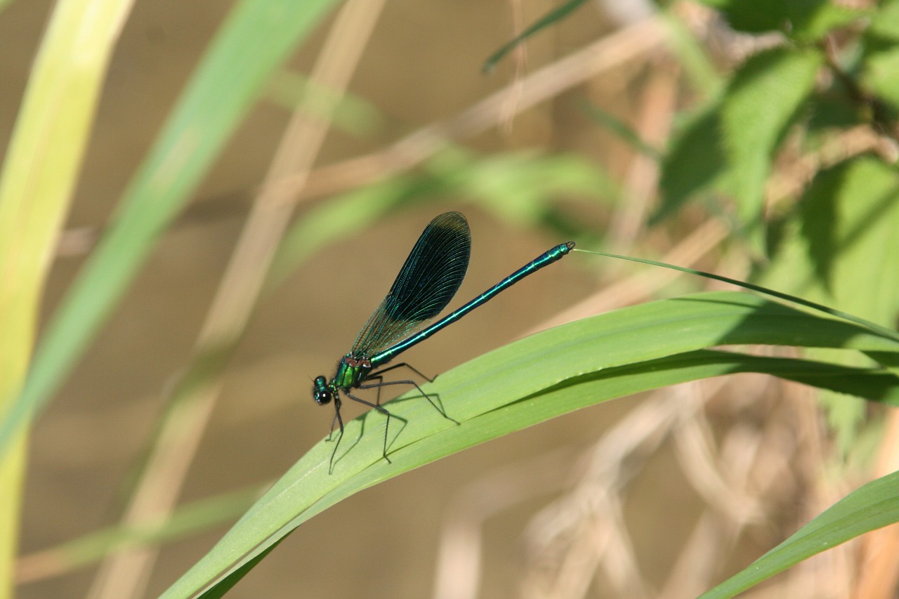 dragonfly wings insect free photo