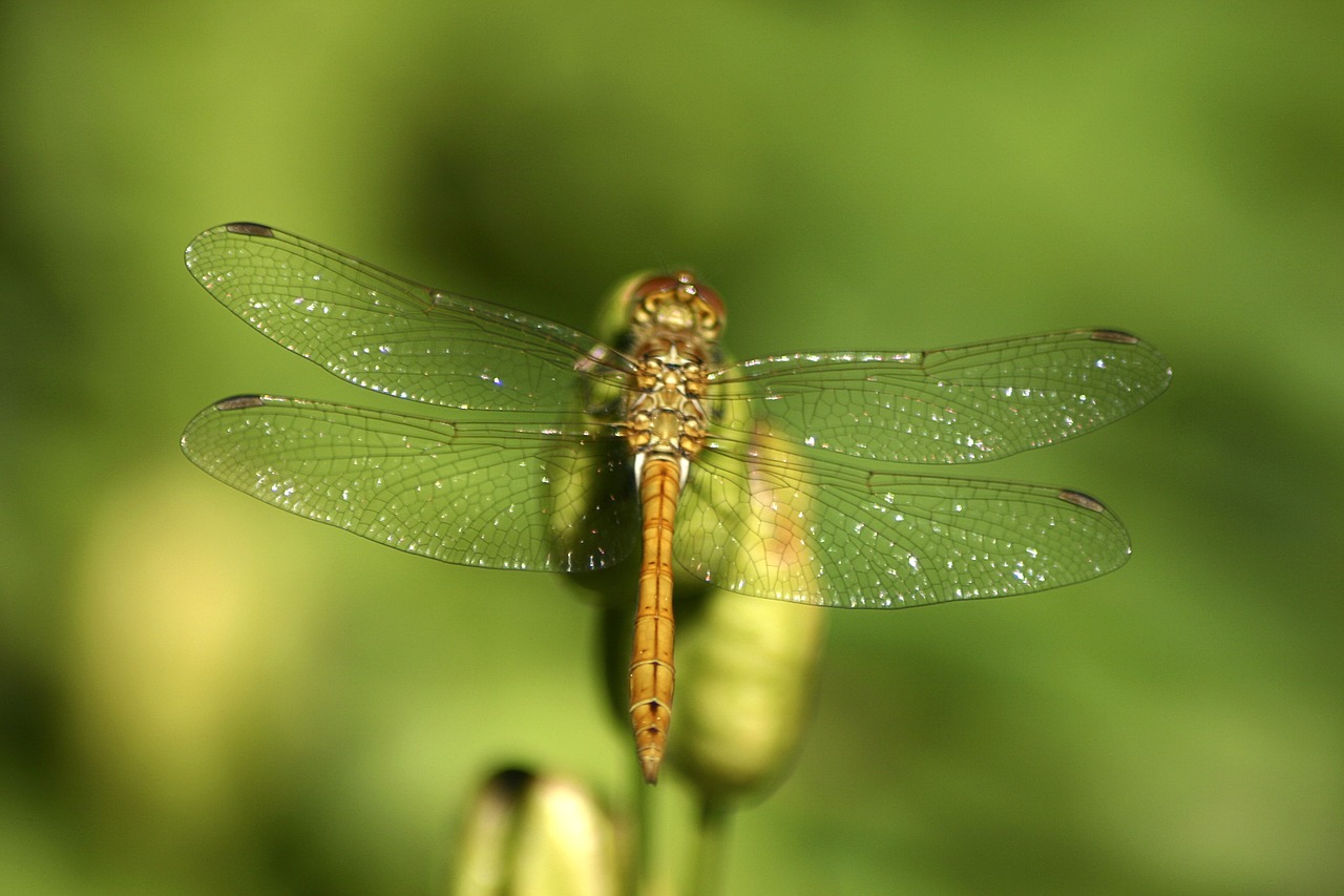 dragonfly jo boonstra groningen free photo