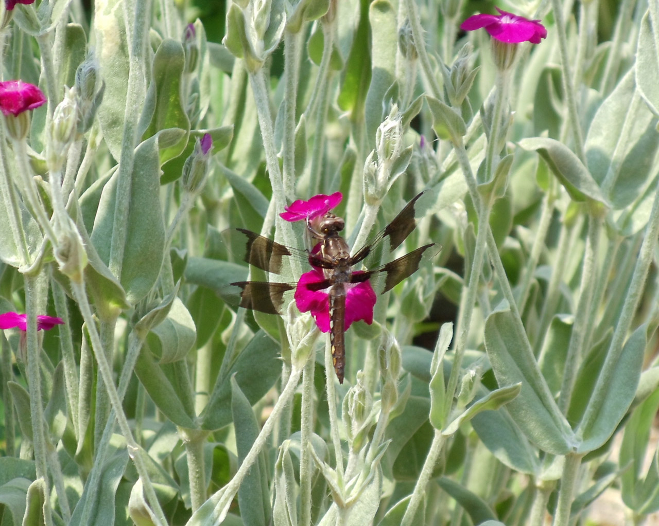 dragonfly dragonflies insect free photo