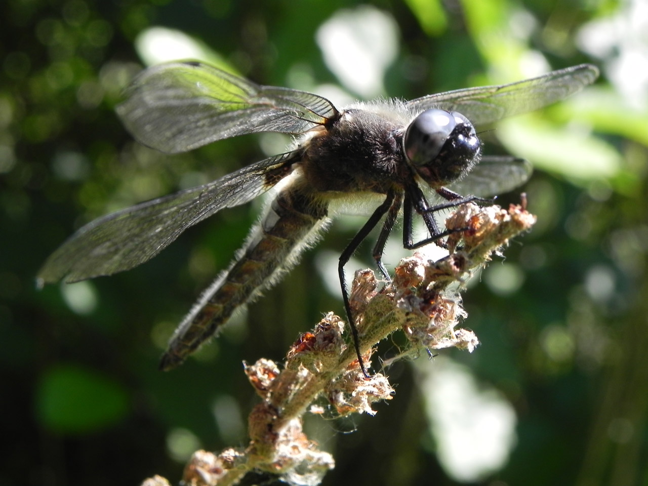 dragonfly insect wings free photo