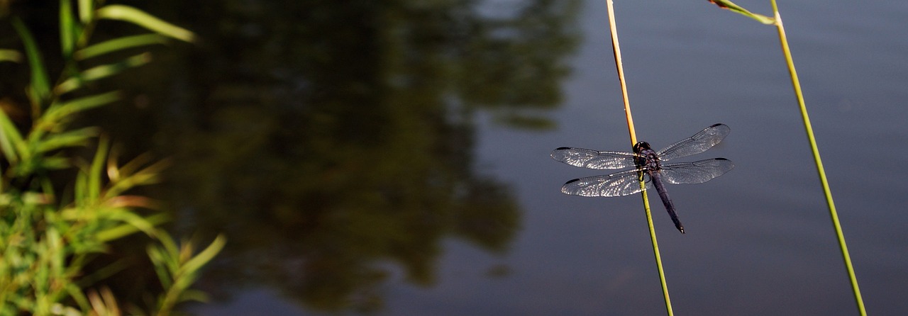 dragonfly lake summer free photo