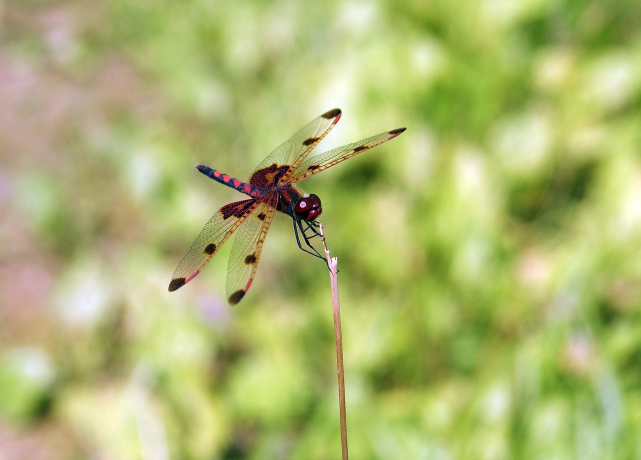 dragonfly lake summer free photo