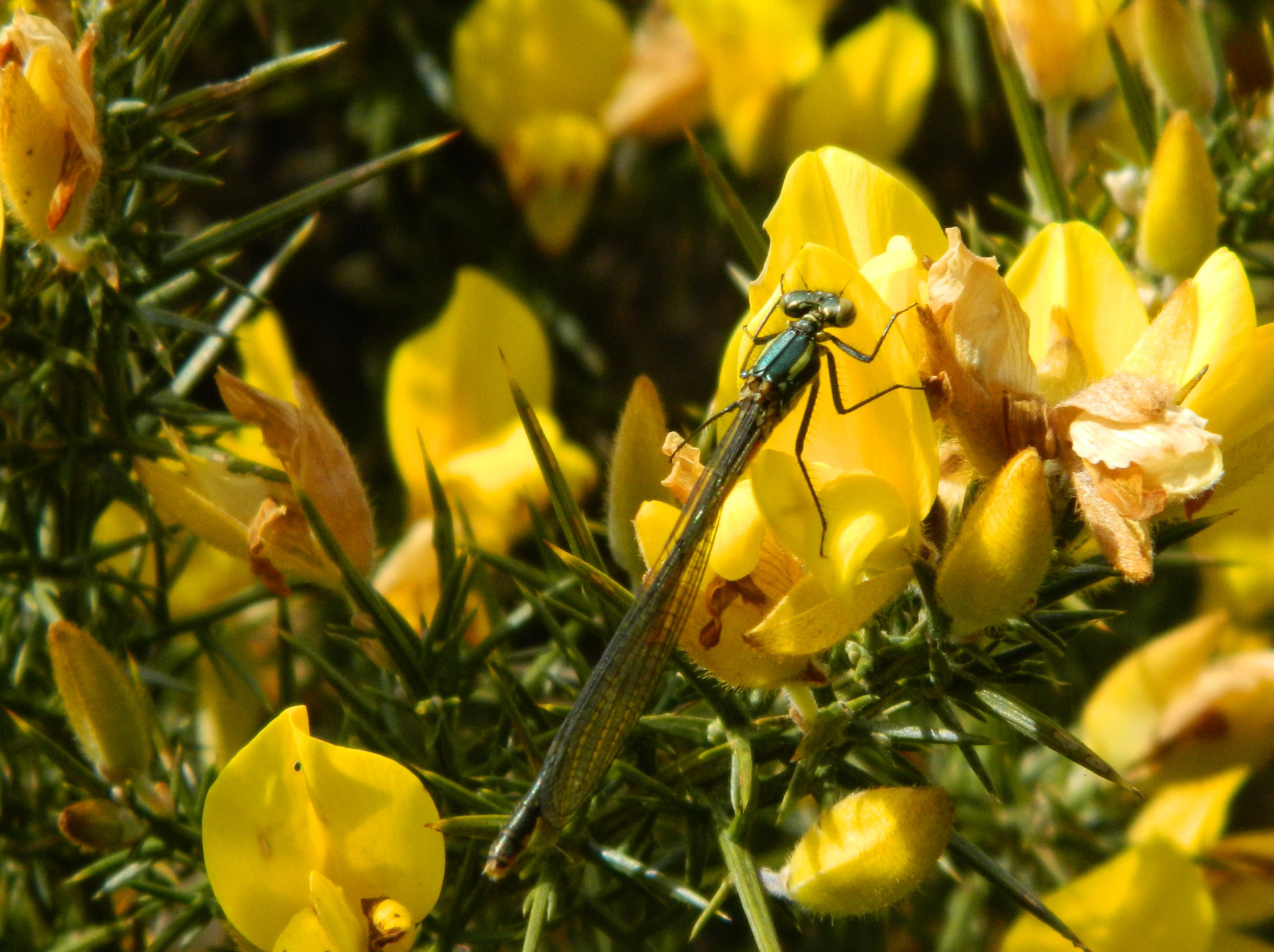 dragonfly insect flower free photo