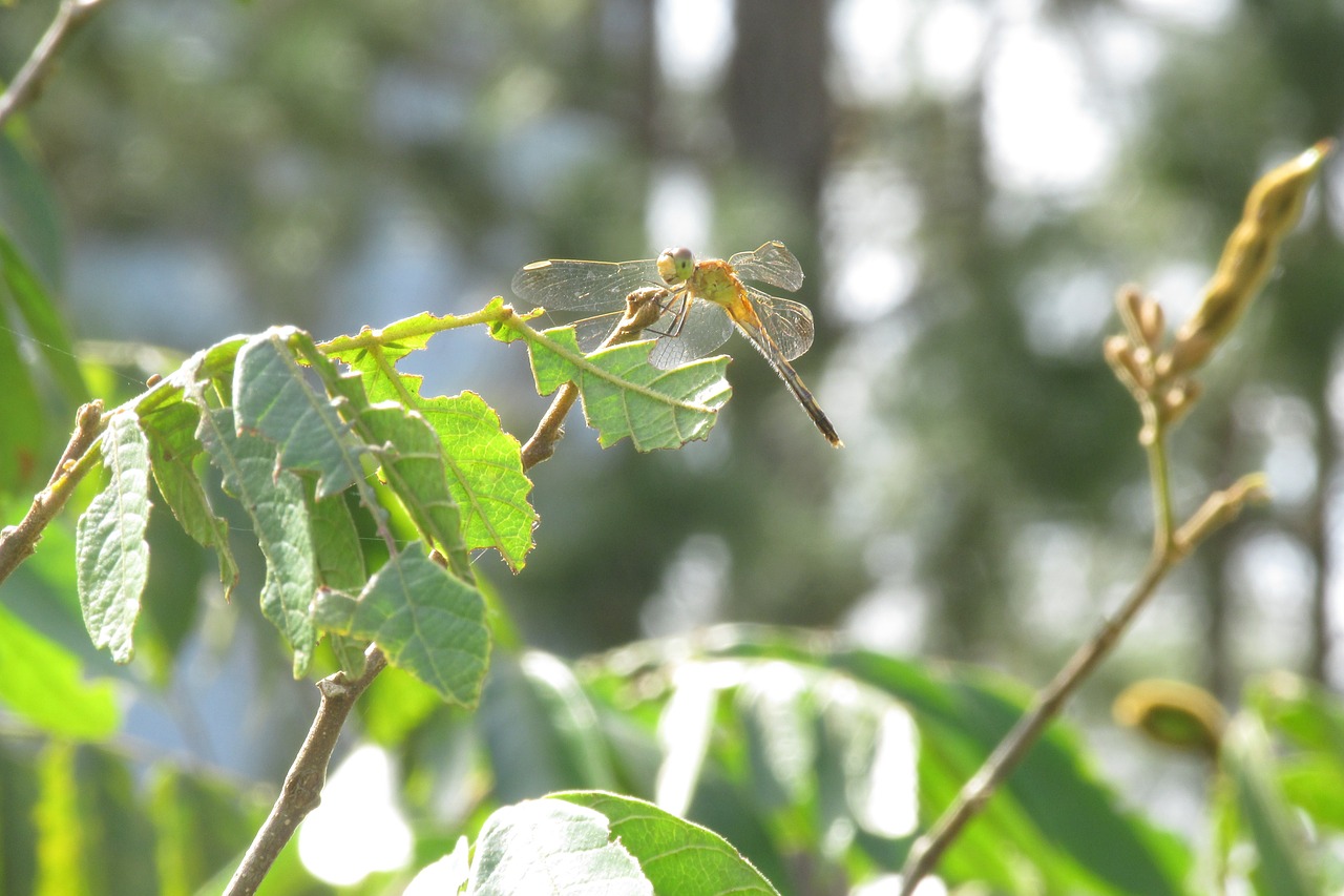 dragonfly nature insect free photo