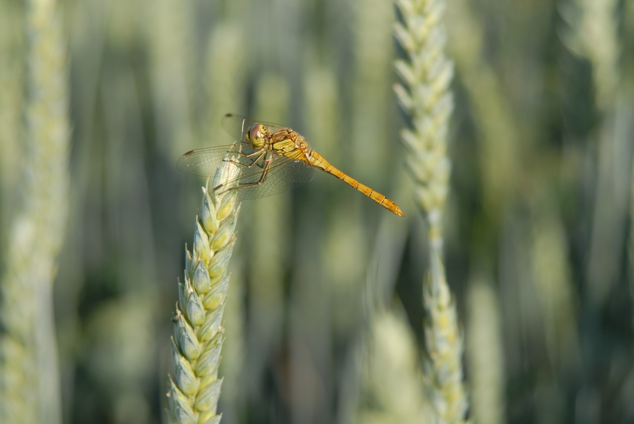 dragonfly wheat cereals free photo