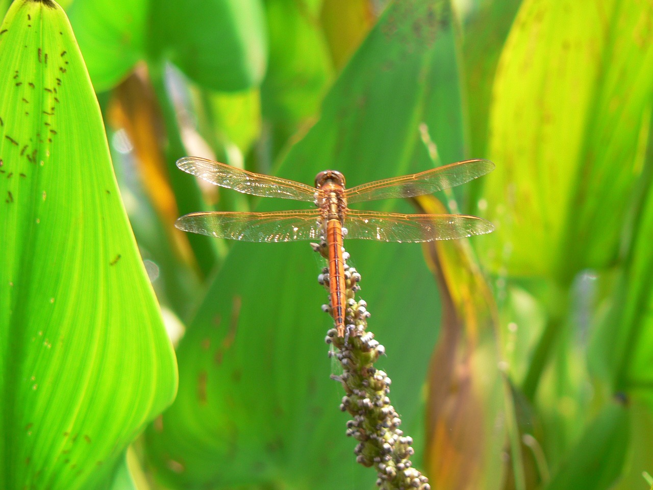 dragonfly insect nature free photo